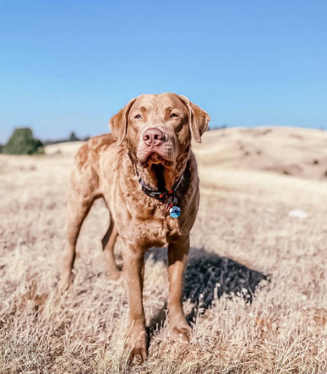 The Smartest Dog Breeds (30 pics) The Smartest Dog Breeds (30 pics)