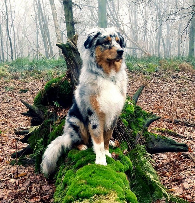 The Smartest Dog Breeds (30 pics) The Smartest Dog Breeds (30 pics)