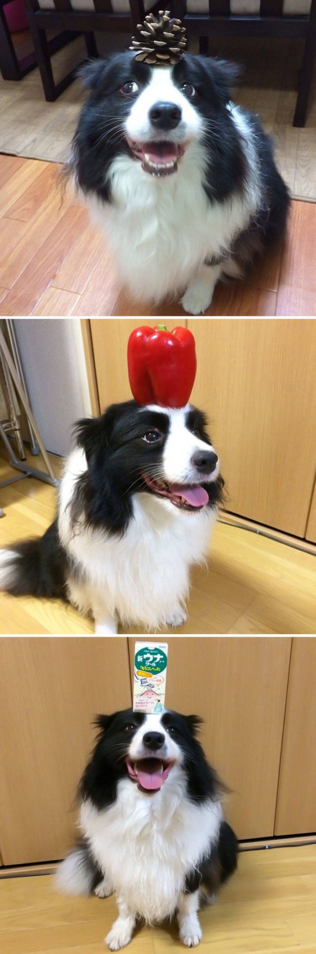 The Smartest Dog Breeds (30 pics) The Smartest Dog Breeds (30 pics)