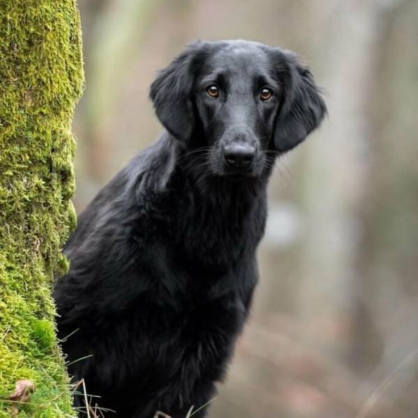 The Smartest Dog Breeds (30 pics) The Smartest Dog Breeds (30 pics)