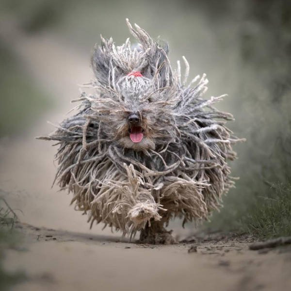 The Smartest Dog Breeds (30 pics) The Smartest Dog Breeds (30 pics)