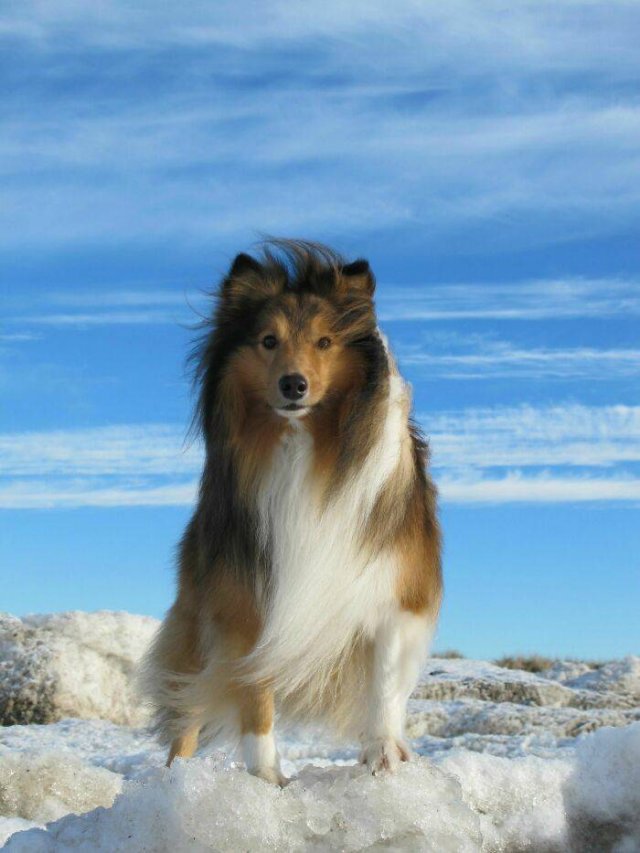 The Smartest Dog Breeds (30 pics) The Smartest Dog Breeds (30 pics)