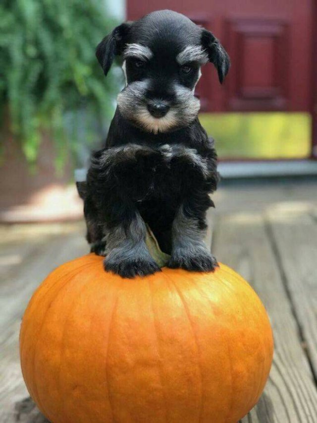 The Smartest Dog Breeds (30 pics) The Smartest Dog Breeds (30 pics)