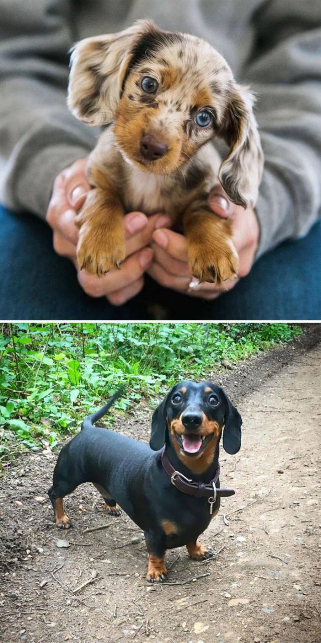 The Smartest Dog Breeds (30 pics) The Smartest Dog Breeds (30 pics)