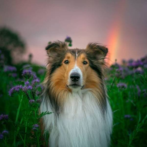 The Smartest Dog Breeds (30 pics) The Smartest Dog Breeds (30 pics)