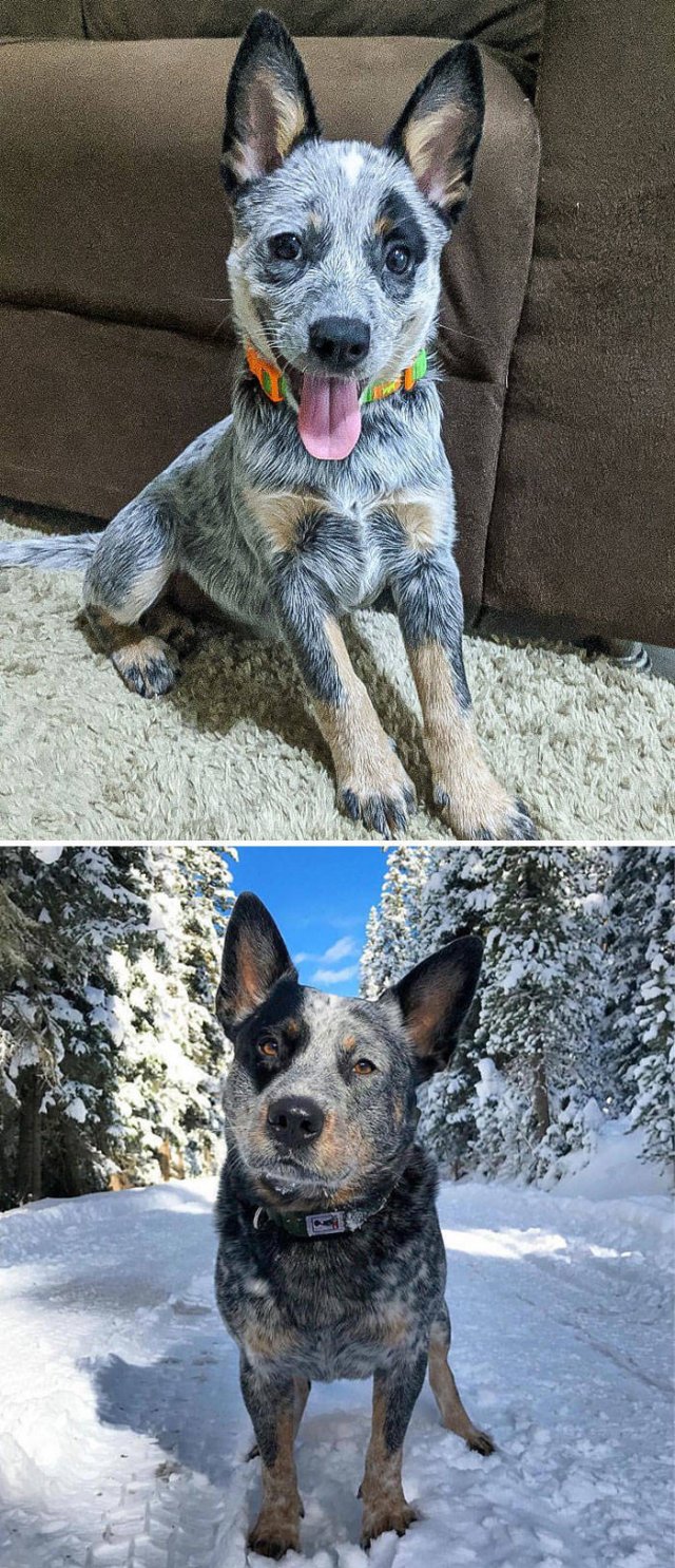 The Smartest Dog Breeds (30 pics) The Smartest Dog Breeds (30 pics)