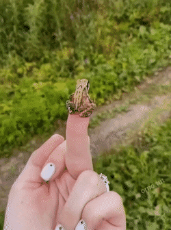 Acid Gifdump, October 19 (25 gifs)