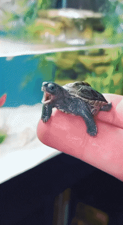 Acid Gifdump, October 19 (25 gifs)