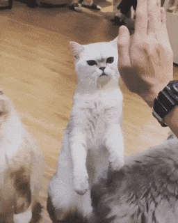 Acid Gifdump, October 20 (25 gifs)