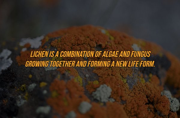 Intriguing Facts (19 pics)