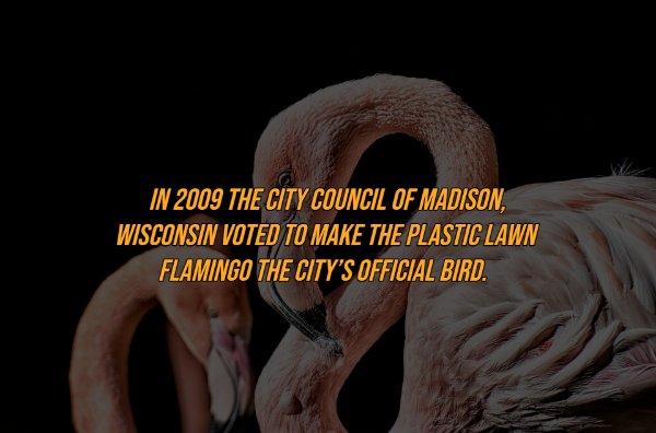 Intriguing Facts (19 pics)