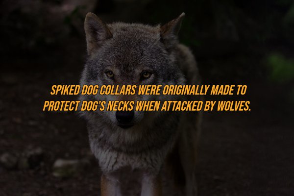 Intriguing Facts (19 pics)