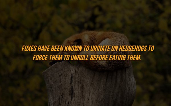 Intriguing Facts (19 pics)