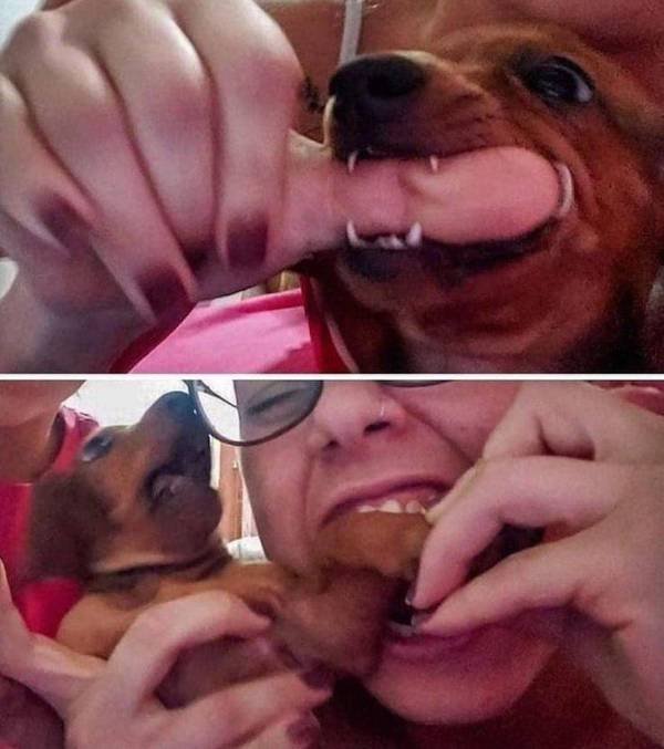 Funny Animals (60 pics)