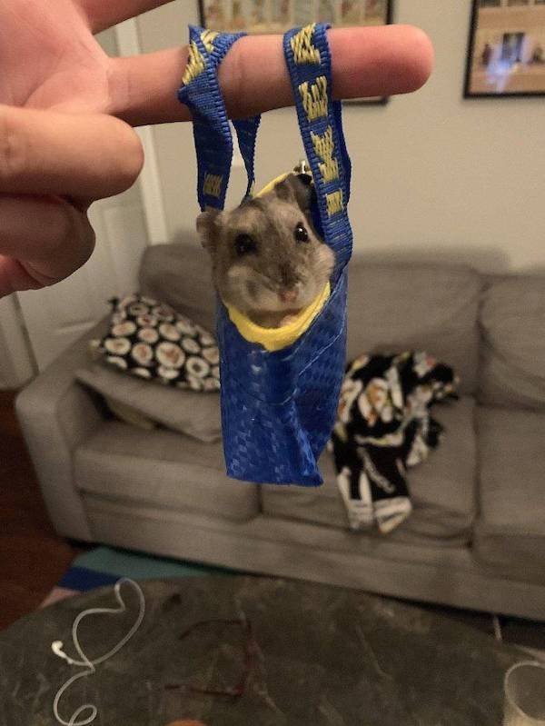 Funny Animals (60 pics)