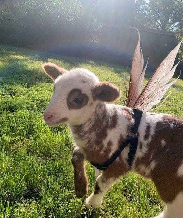 Funny Animals (60 pics)