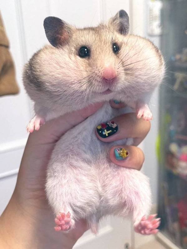 Funny Animals (60 pics)