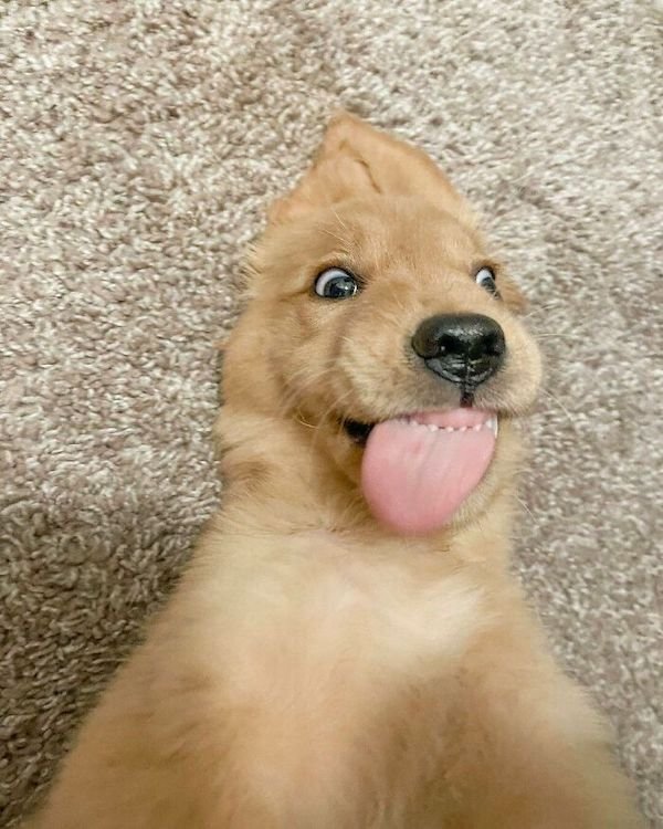 Funny Animals (60 pics)