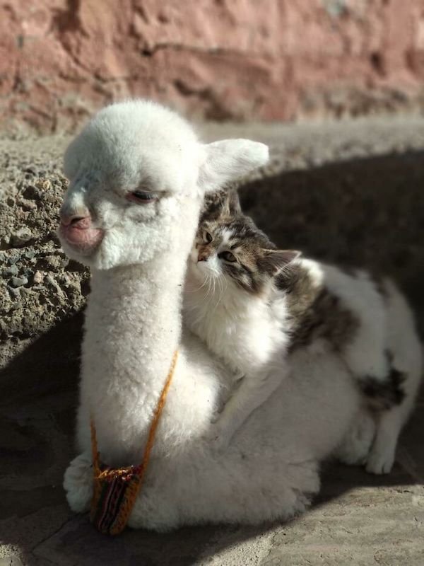 Funny Animals (60 pics)