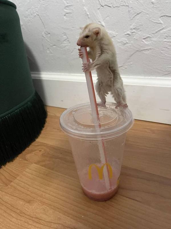 Funny Animals (60 pics)