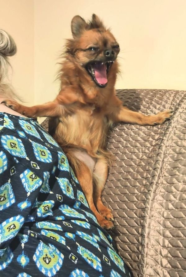 Funny Animals (60 pics)