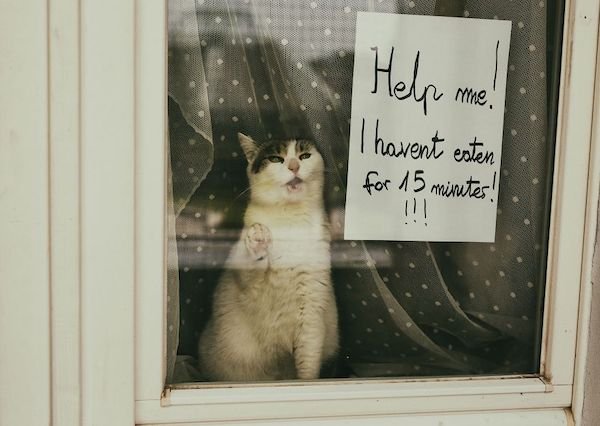 Funny Animals (60 pics)