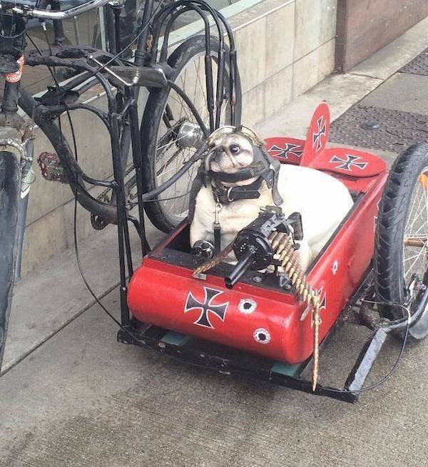 Funny Animals (60 pics)