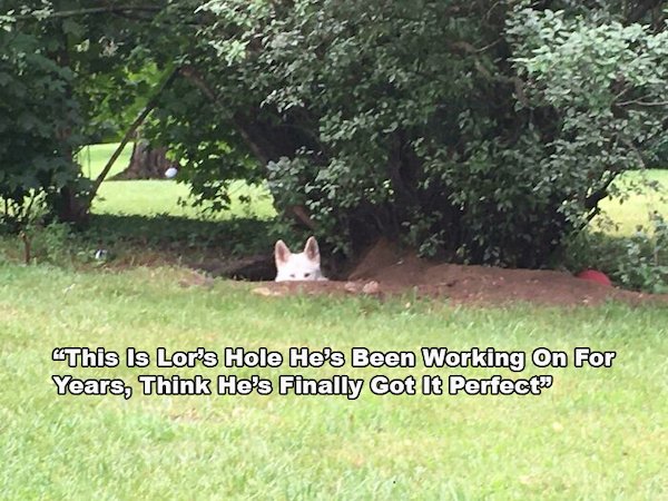 Funny Animals (60 pics)