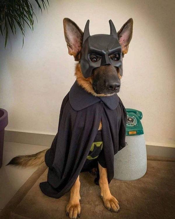 Funny Animals (60 pics)