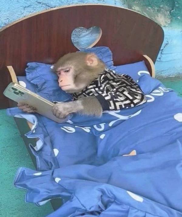 Funny Animals (60 pics)
