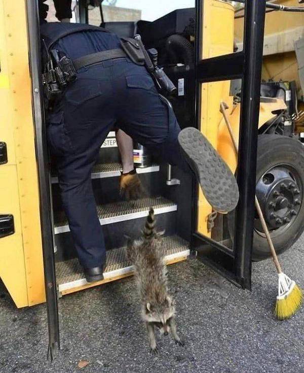 Funny Animals (60 pics)