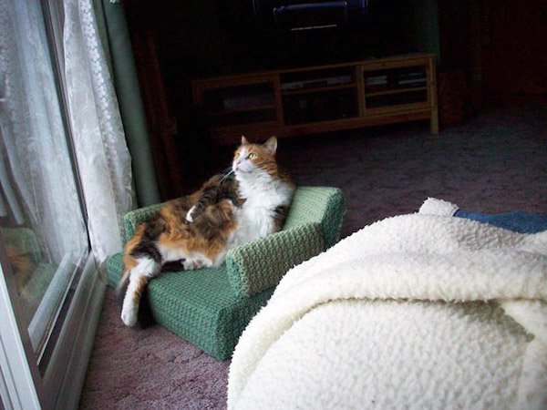 Funny Animals (60 pics)