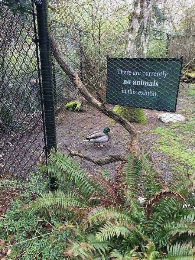 Accidental Surrealism (50 pics)