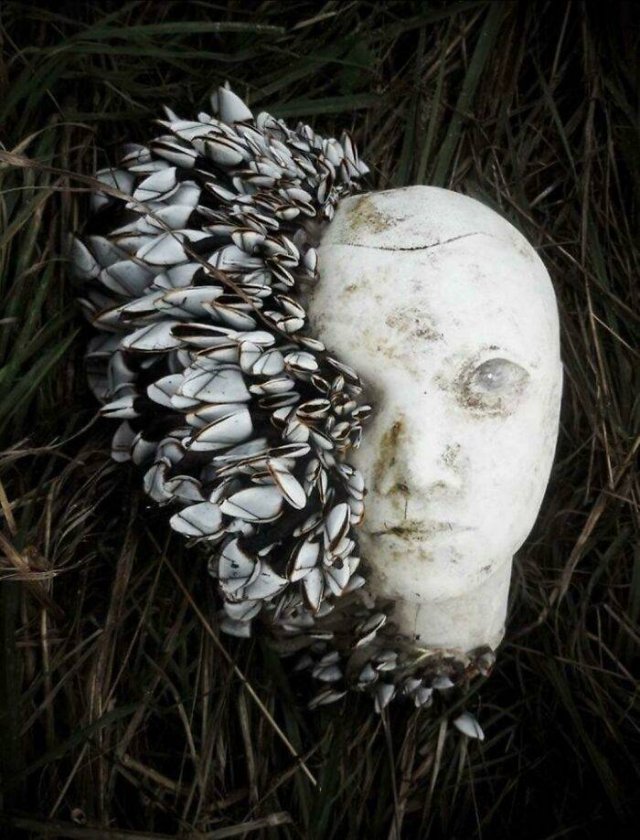 Accidental Surrealism (50 pics)