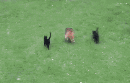 Acid Gifdump, October 21 (25 gifs)