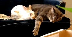Acid Gifdump, October 21 (25 gifs)