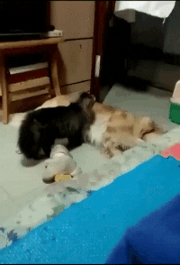 Acid Gifdump, October 22 (25 gifs)