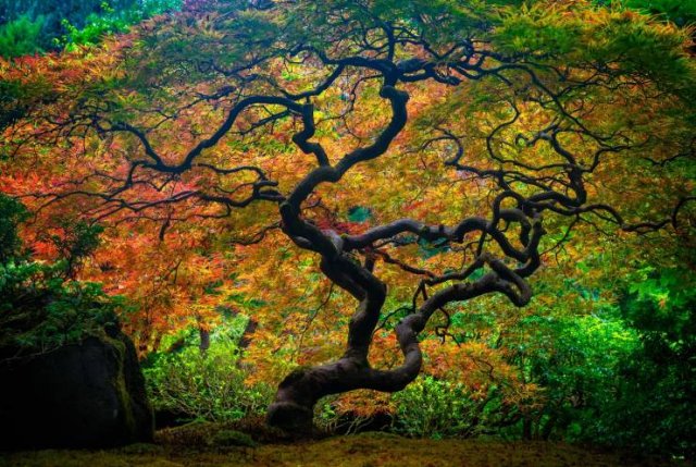 Acid Picdump 2 (85 pics)