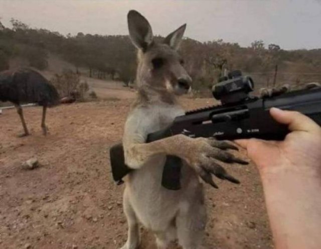 Сute Animals (51 pics)