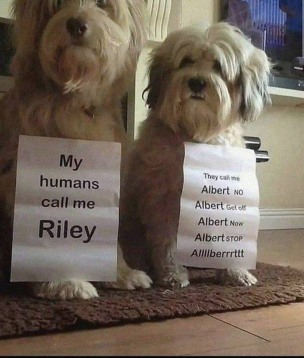 Сute Animals (51 pics)