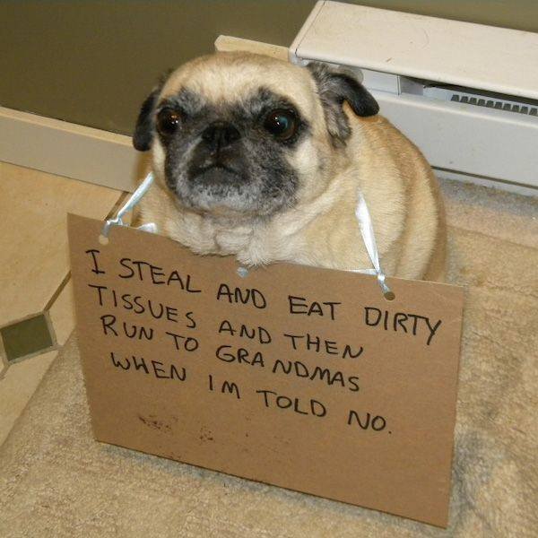 Сute Animals (51 pics)