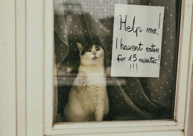Сute Animals (51 pics)