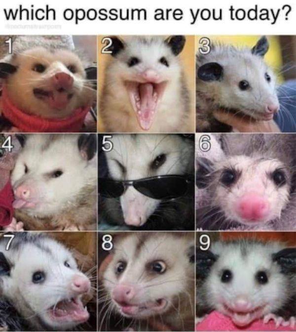 Сute Animals (51 pics)
