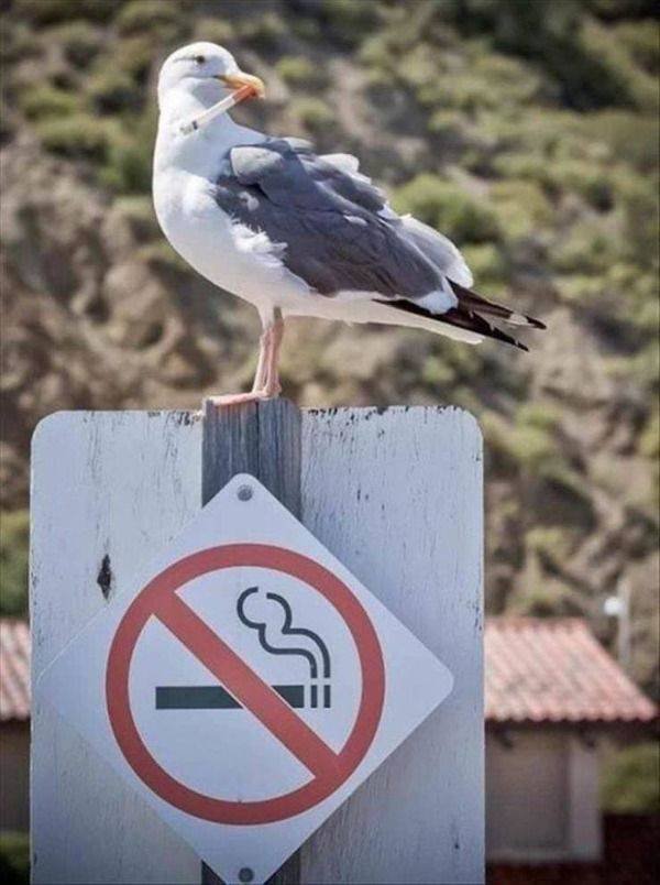 Сute Animals (51 pics)