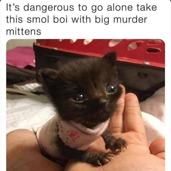 Сute Animals (51 pics)