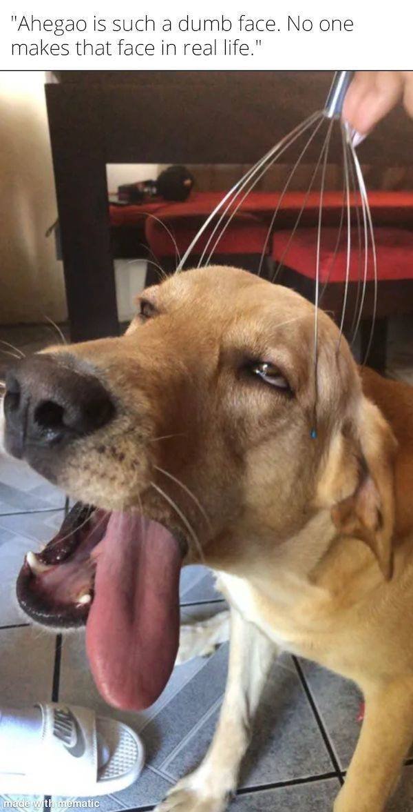 Сute Animals (51 pics)
