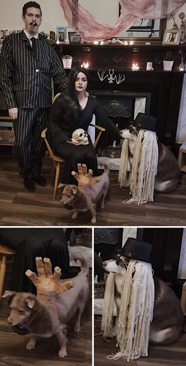 Pet Halloween Costumes (34 pics)