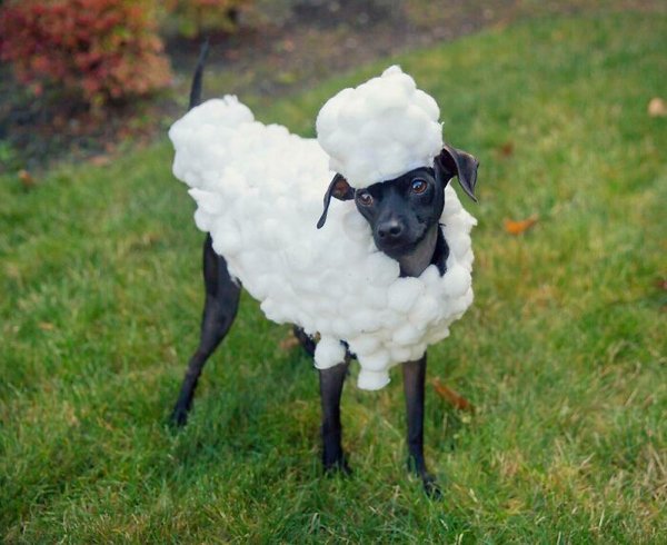 Pet Halloween Costumes (34 pics)