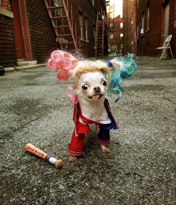 Pet Halloween Costumes (34 pics)