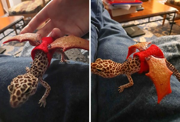 Pet Halloween Costumes (34 pics)